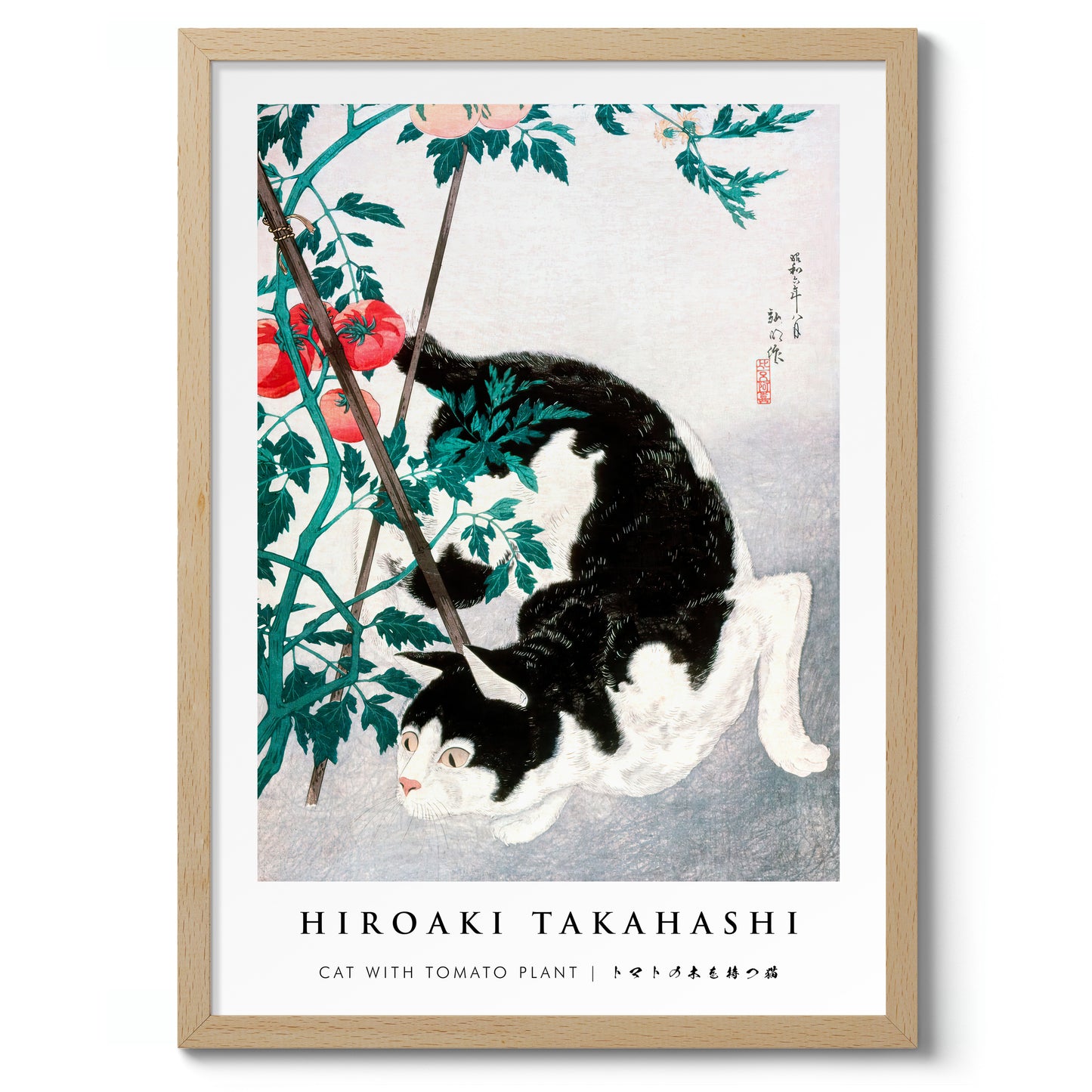 Katt med tomatplanta