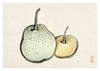 Asian Pears print