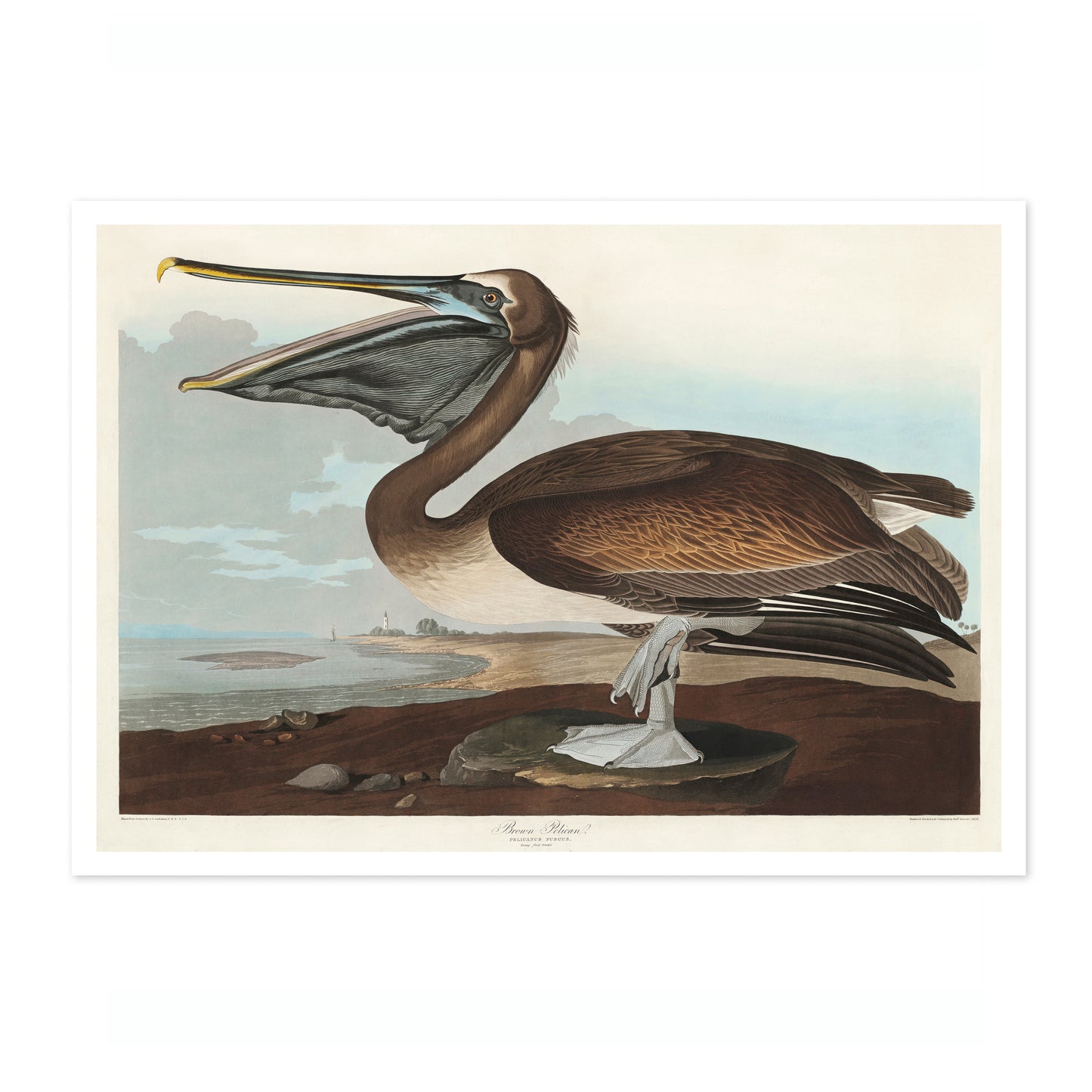 Brown Pelican