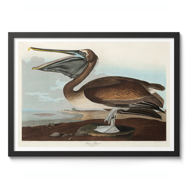 Brown Pelican