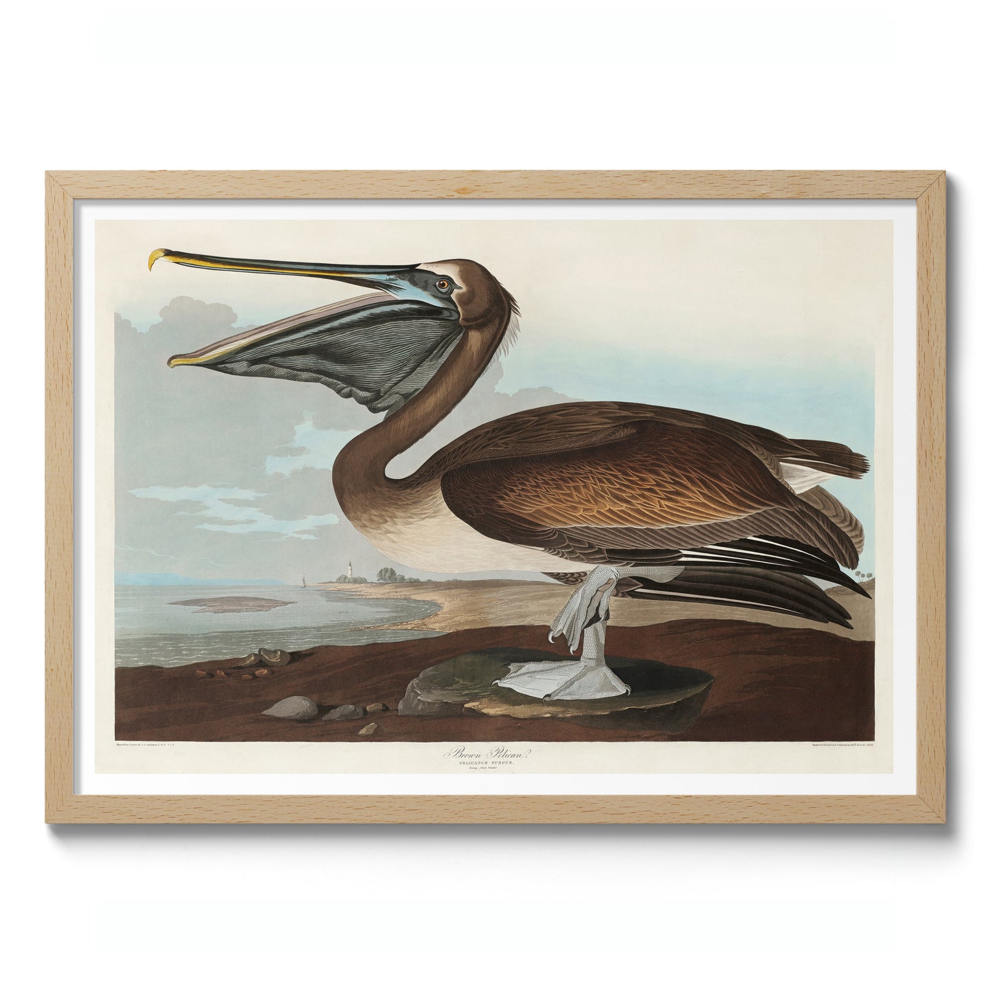 Brown Pelican