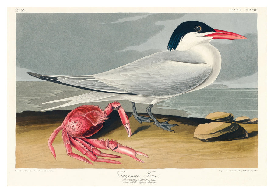 Cayenne Tern - Natural frame
