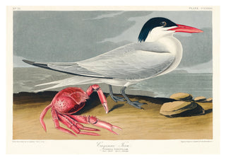 Gulnäbbad tärna print