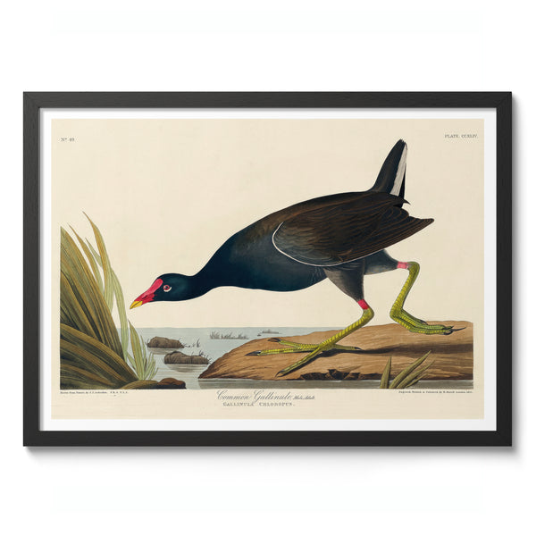 Common Gallinule