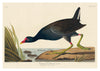 Common Gallinule print