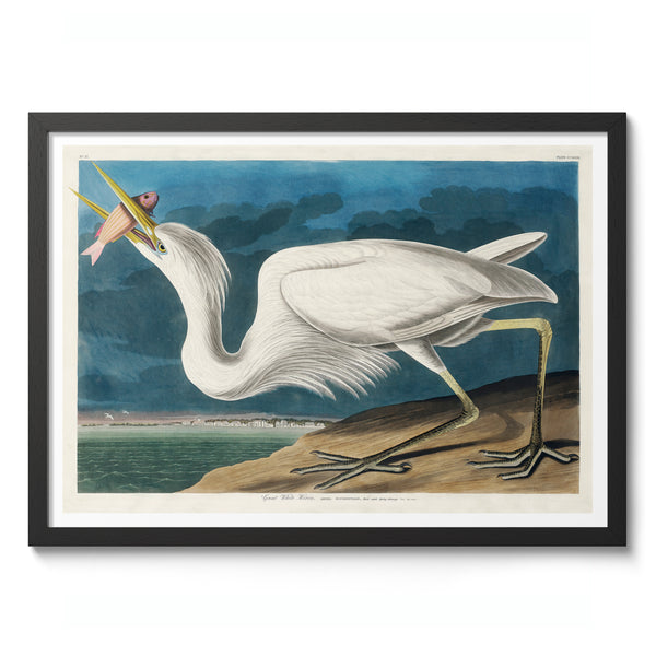 Great White Heron