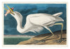 Great White Heron print