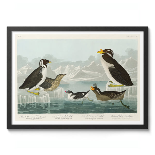 Guillemots & Auks