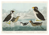 Guillemots & Auks print