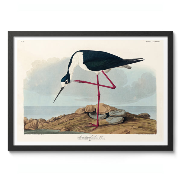 Long-Legged Avocet