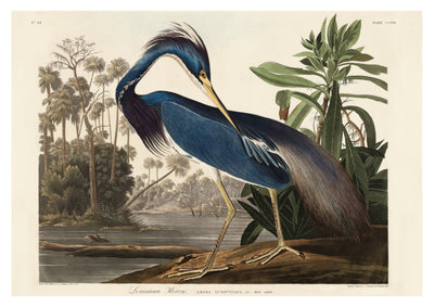 Louisiana Heron