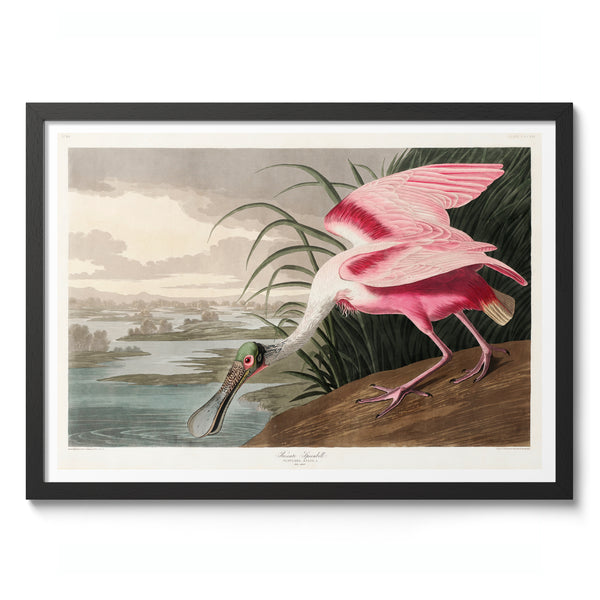 Roseate Spoonbill