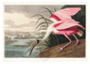 Roseate Spoonbill print