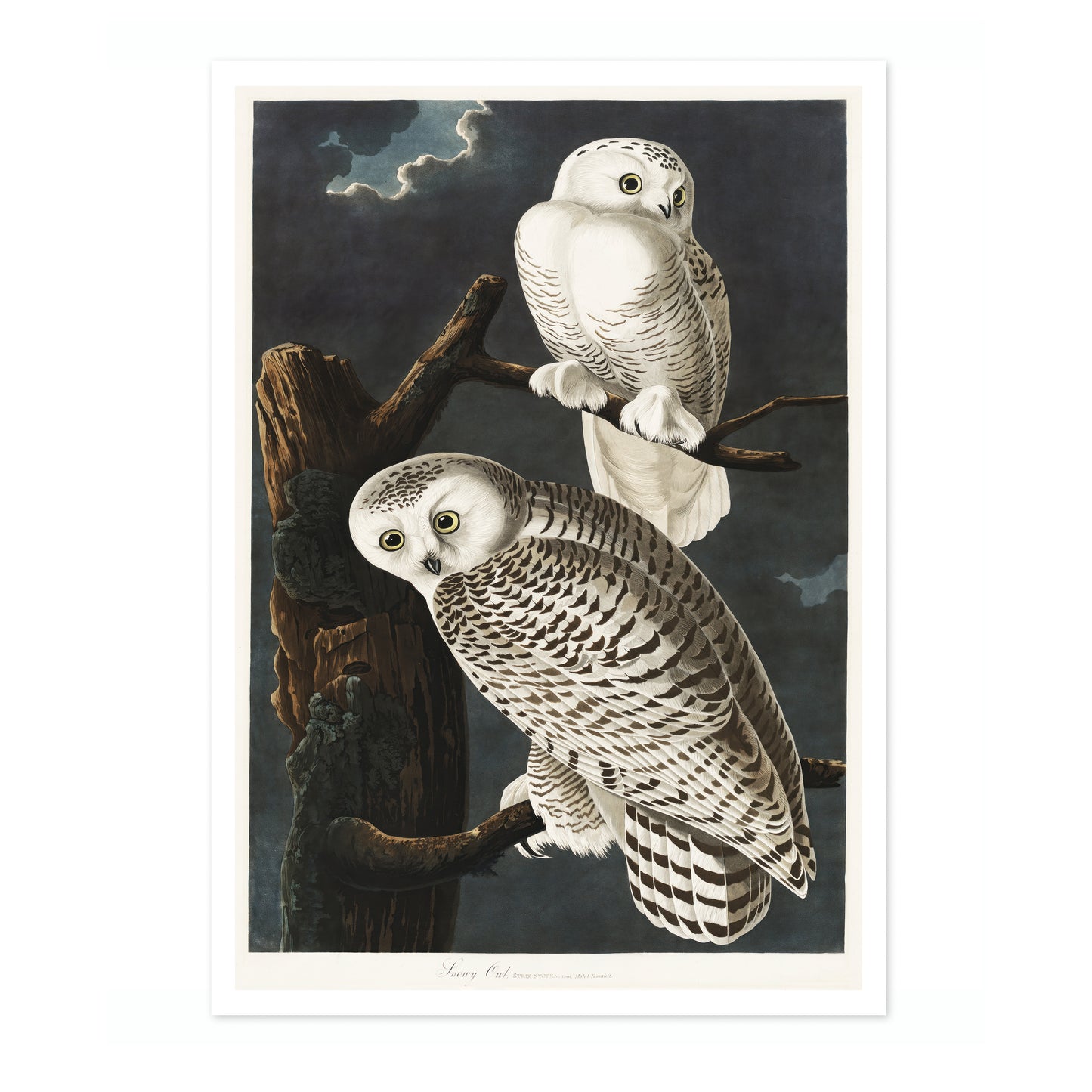 Snowy Owls