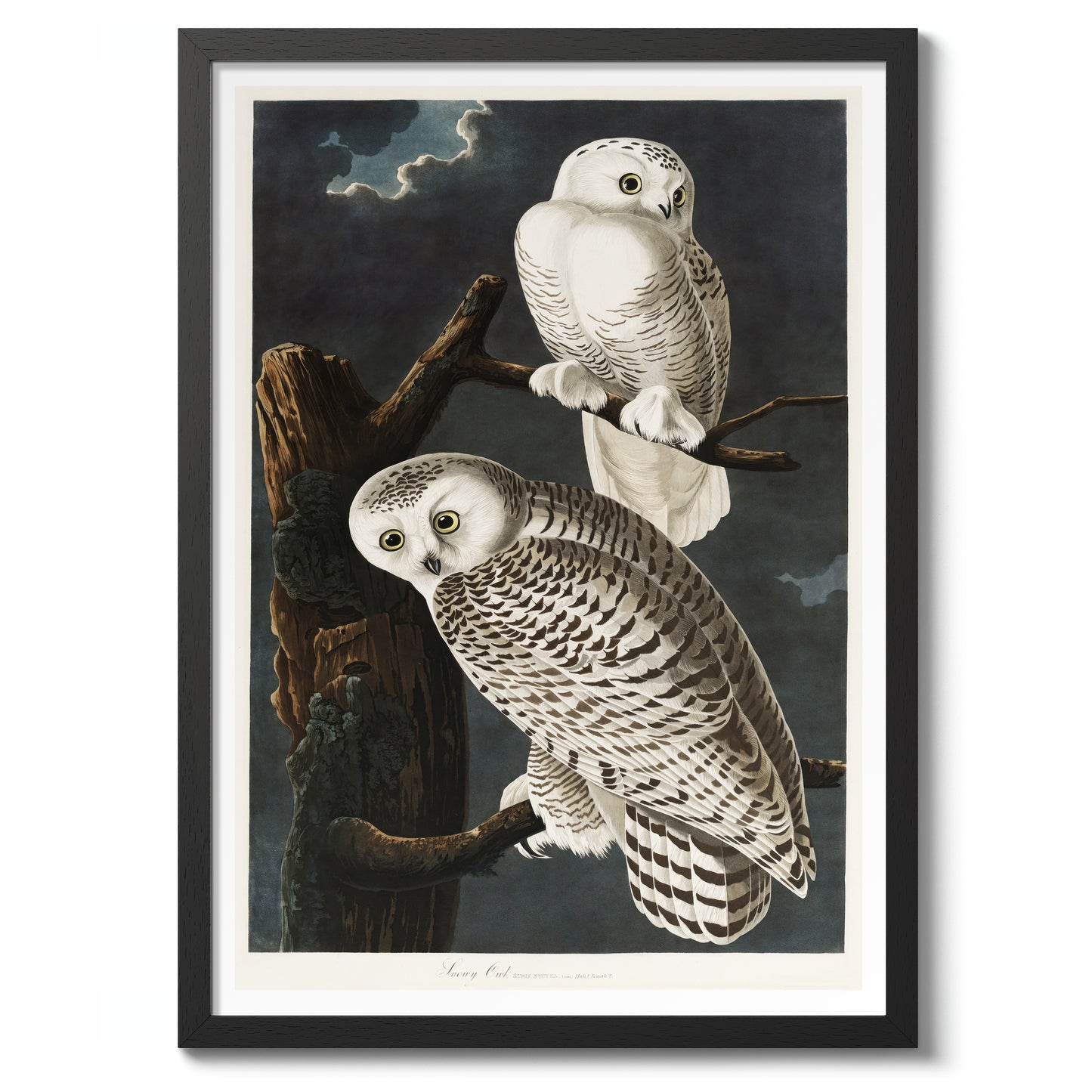 Snowy Owls