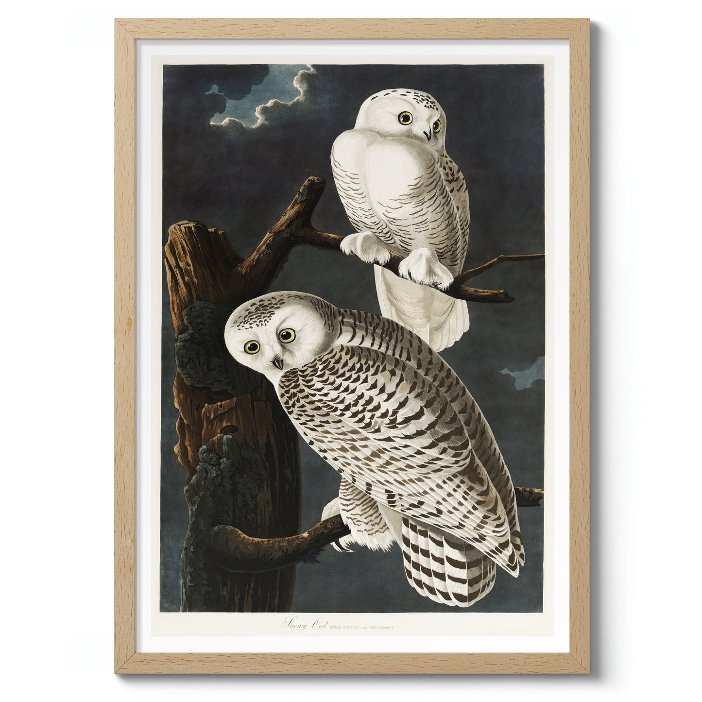 Snowy Owls