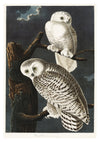 Snowy Owls print