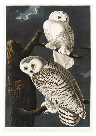 Snowy Owls print