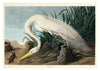 White Heron print