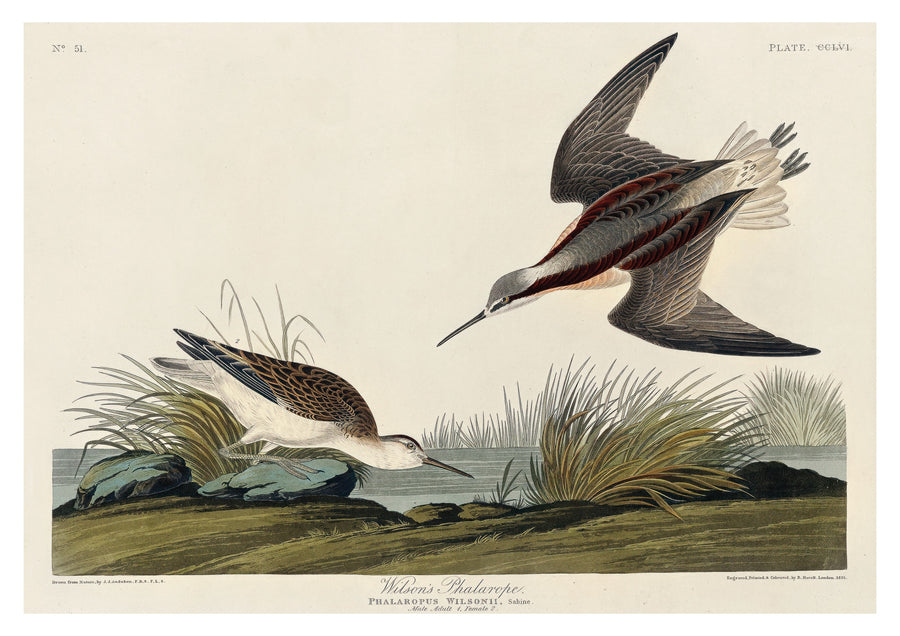 Wilson's Phalarope - Print Only frame