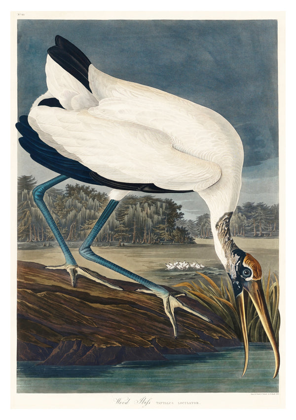 Houtibissen