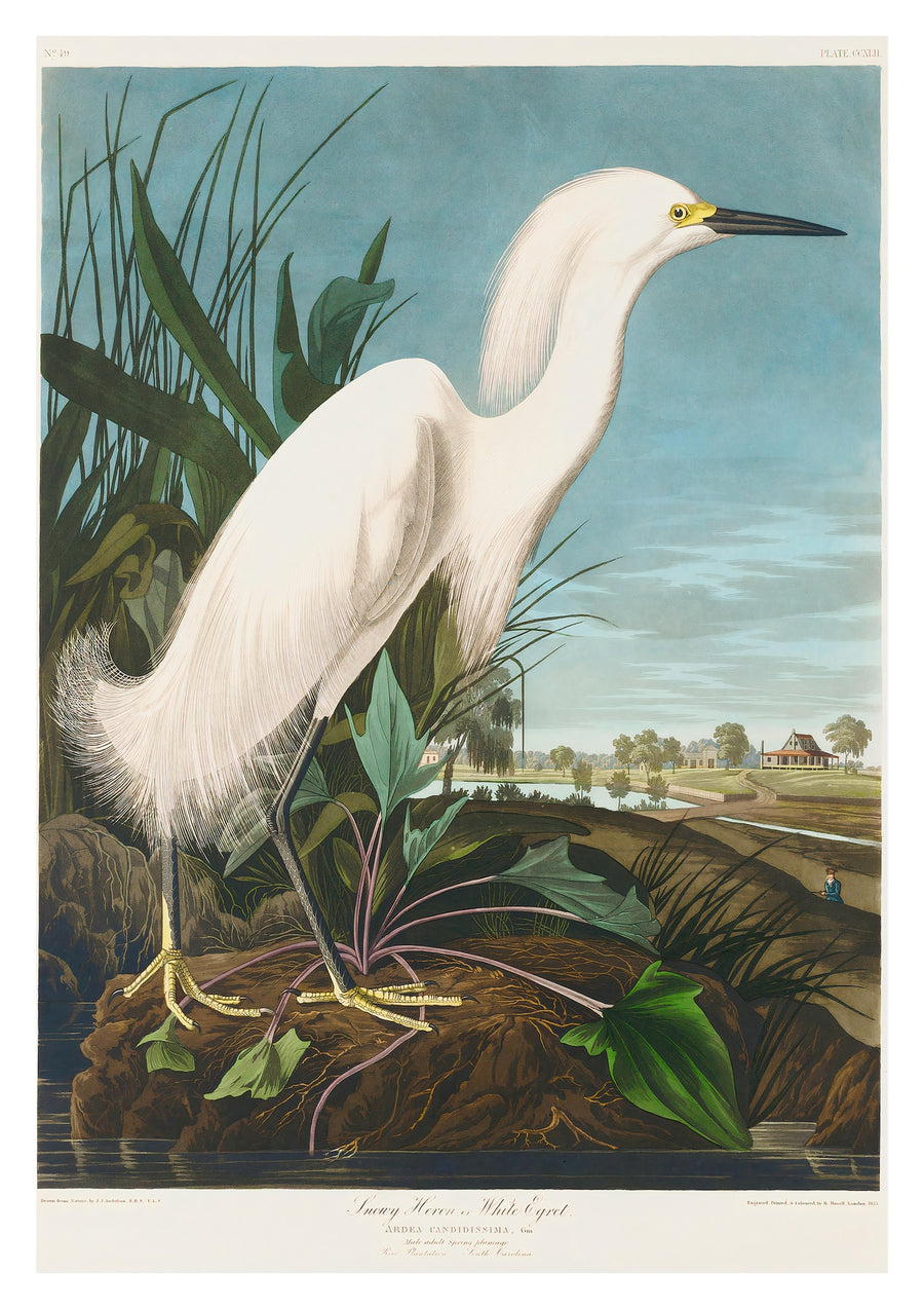 Sneeuwwitte Reiger - Print Only frame