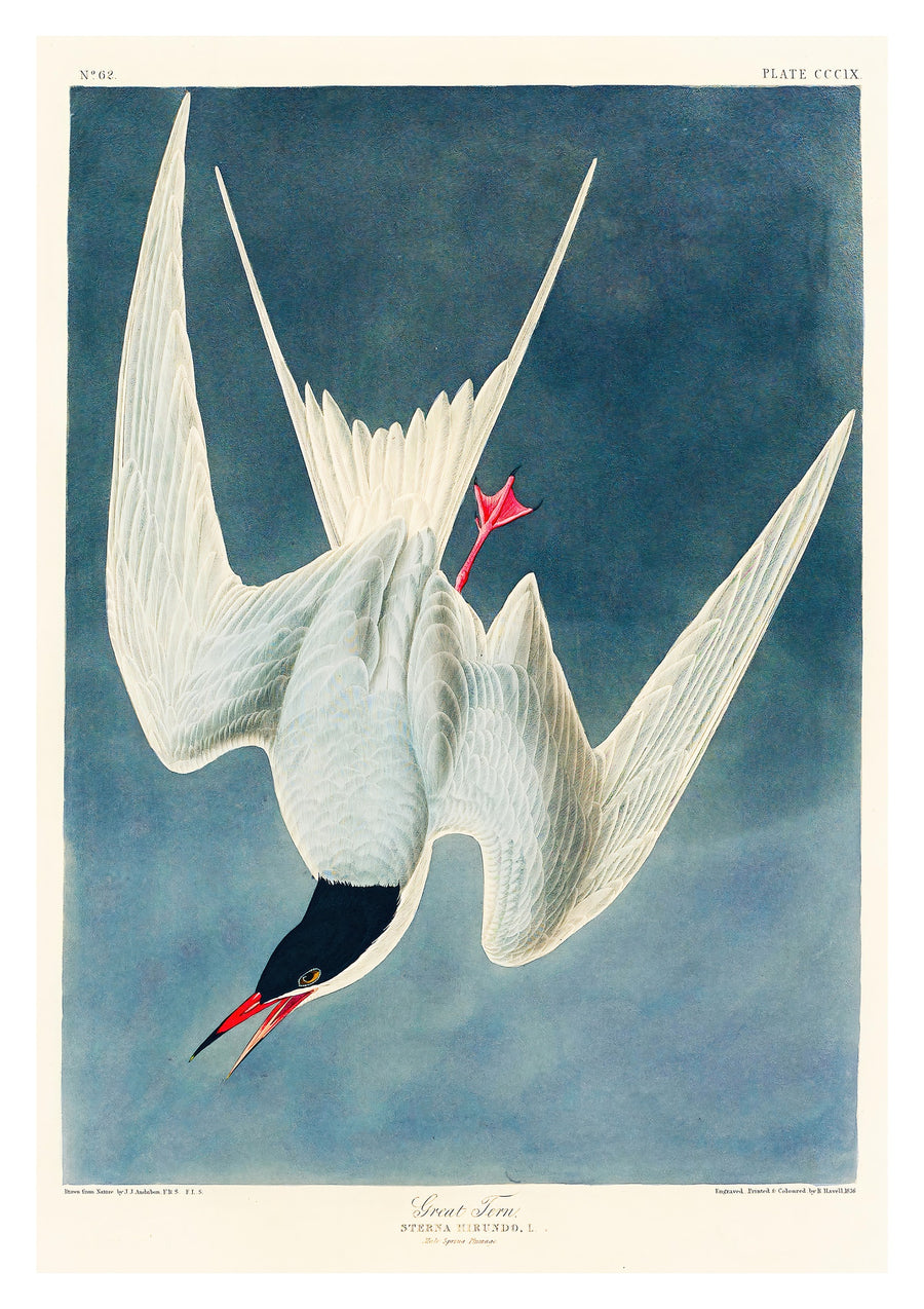 Grande Sterne - Print Only frame