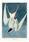 Great Tern print