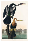 Black Bellied Darters print