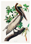 Brown Pelican print