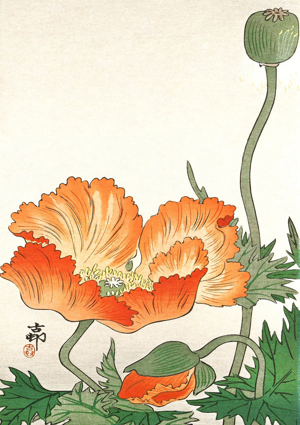 Apelsinblomma