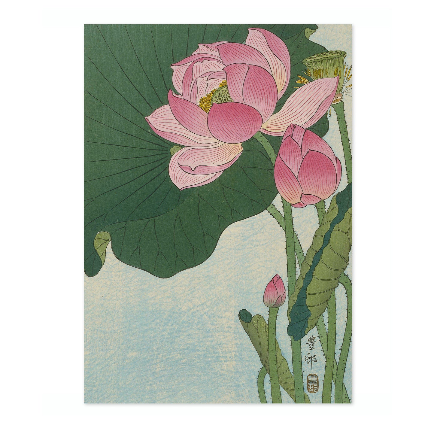 Blooming Lotus Flowers