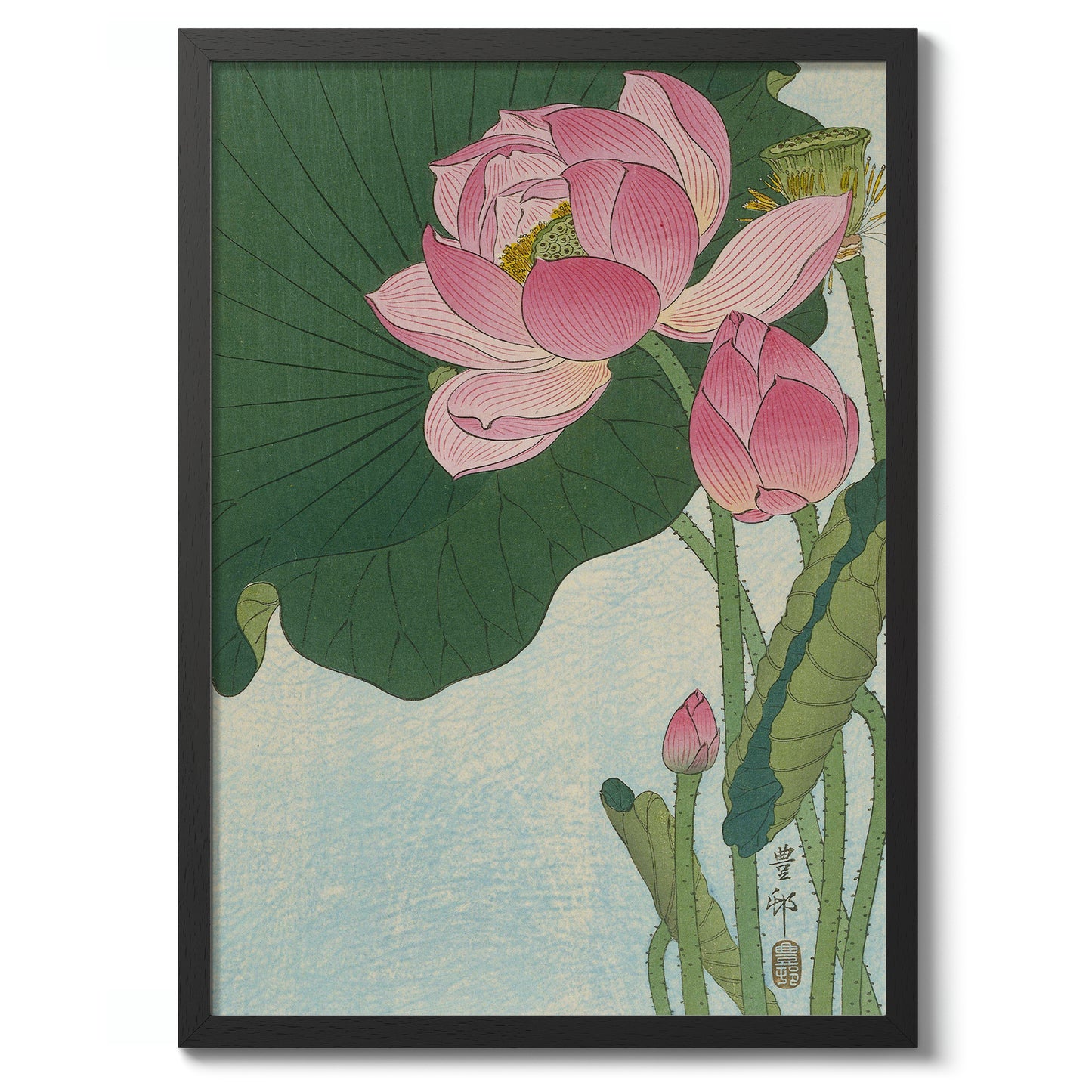 Blooming Lotus Flowers