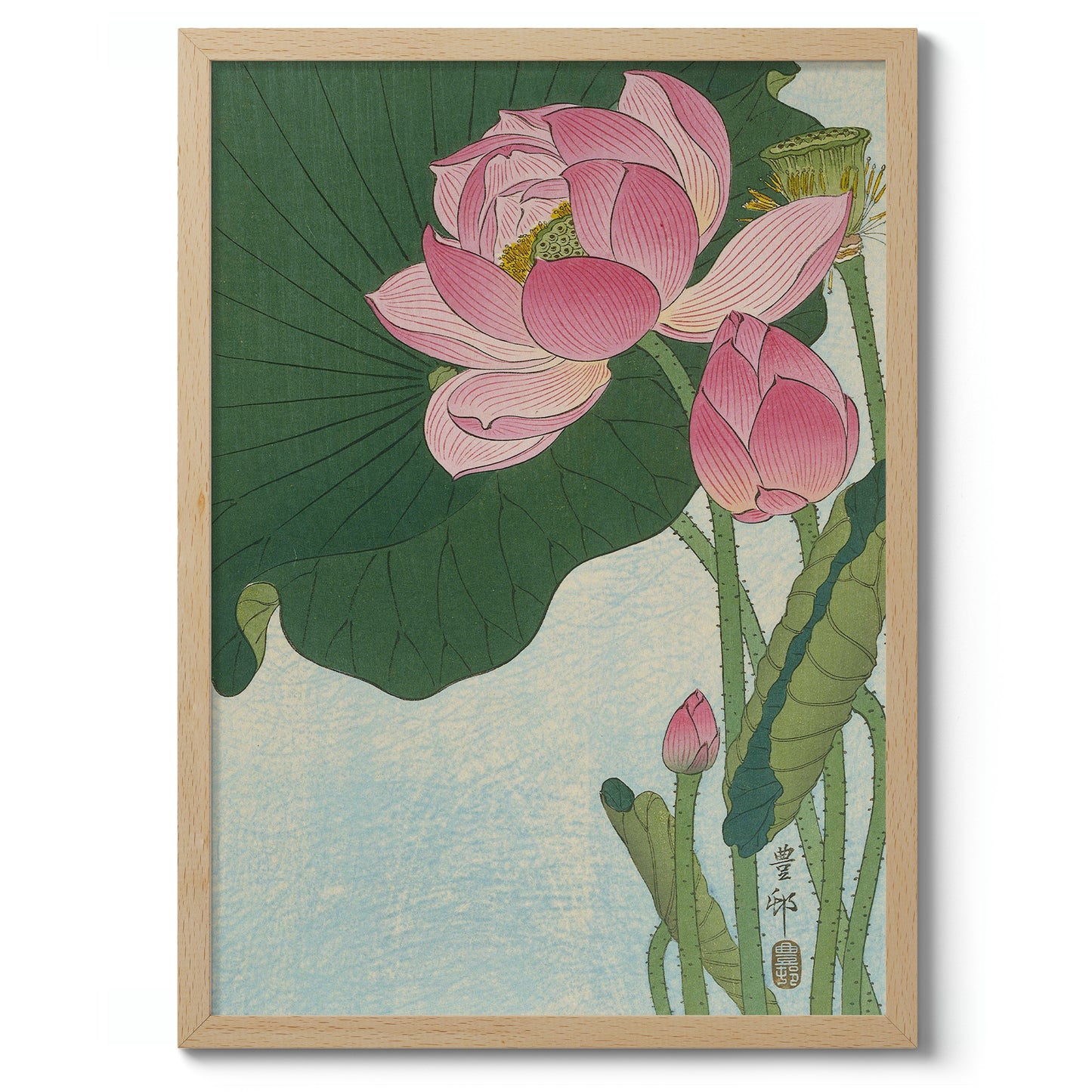 Blooming Lotus Flowers