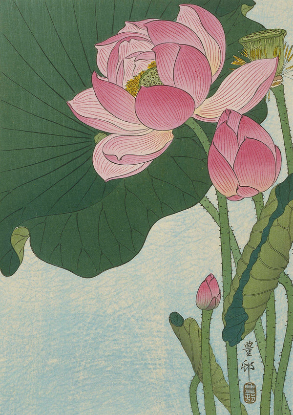 Blommande lotusblommor