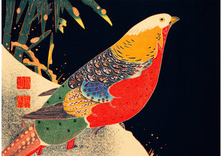 Golden Pheasant print