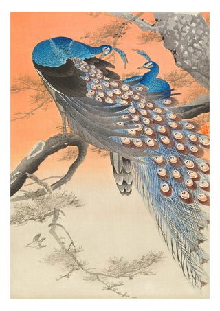 Two Peacocks print