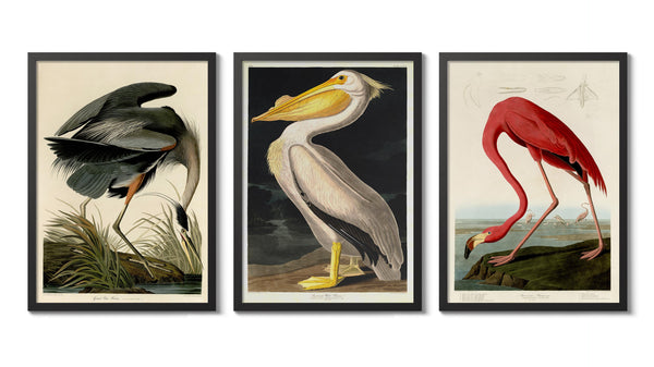 Birds of America - Set of 3