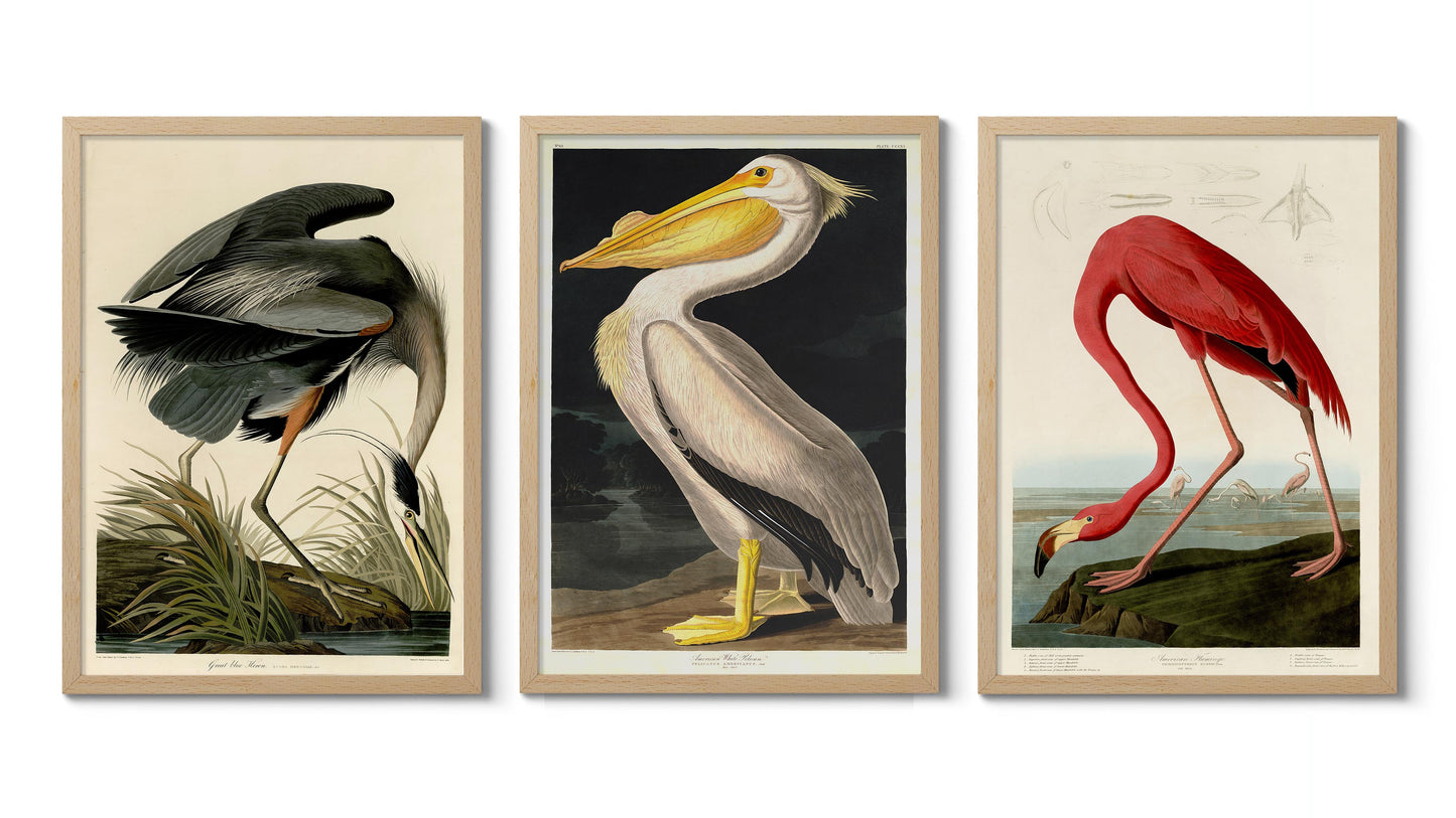 Birds of America - Set of 3