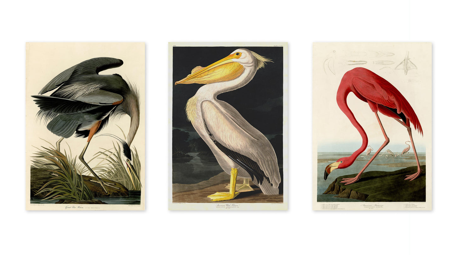 Birds of America - Set of 3