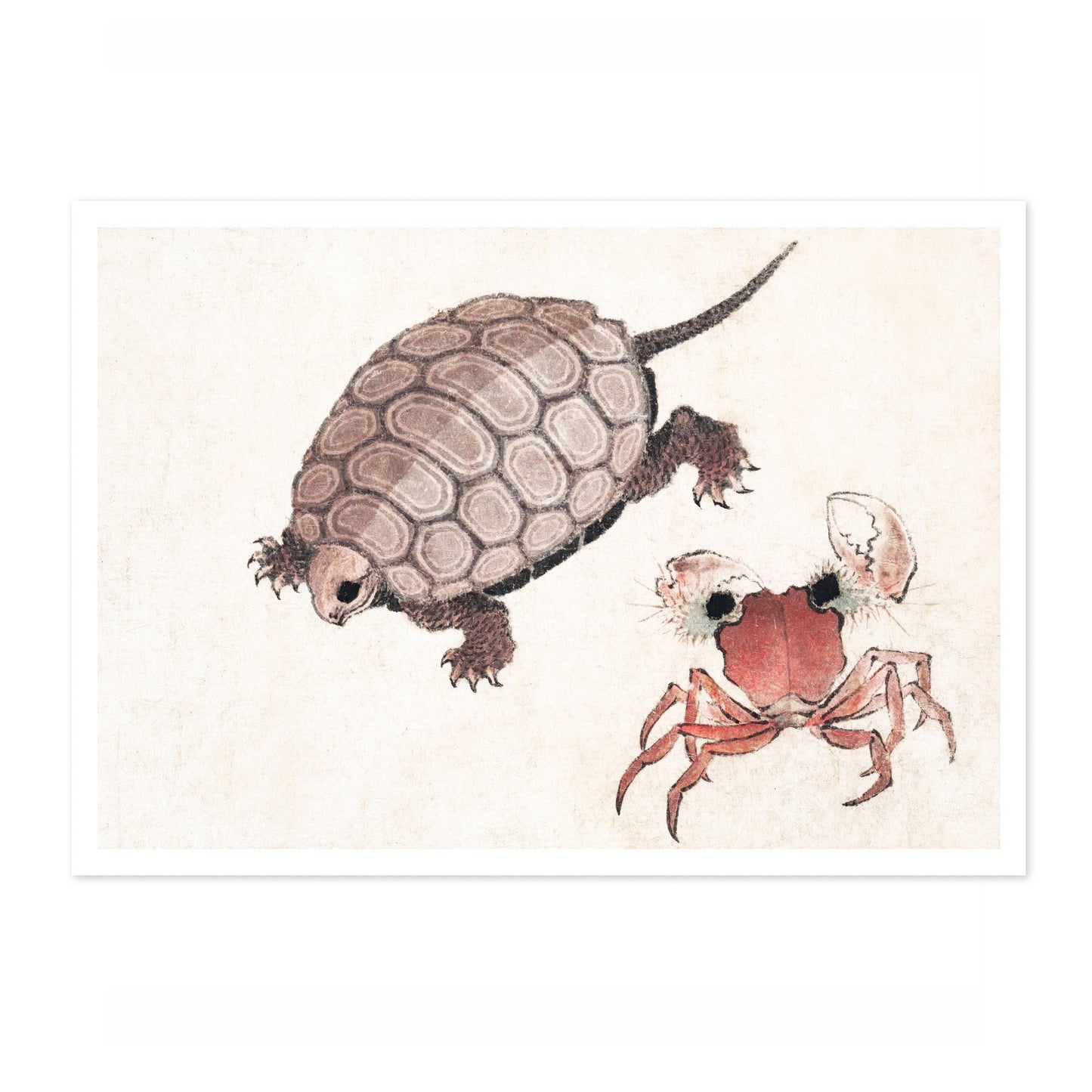 Turtle & Crab