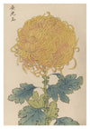 Golden Yellow Chrysanthemum print