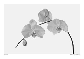 Orkidéer print