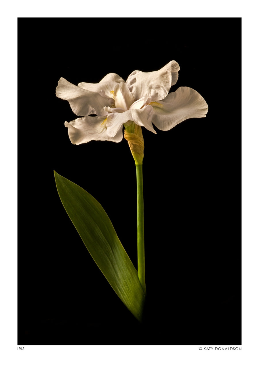 Iris - Print Only frame