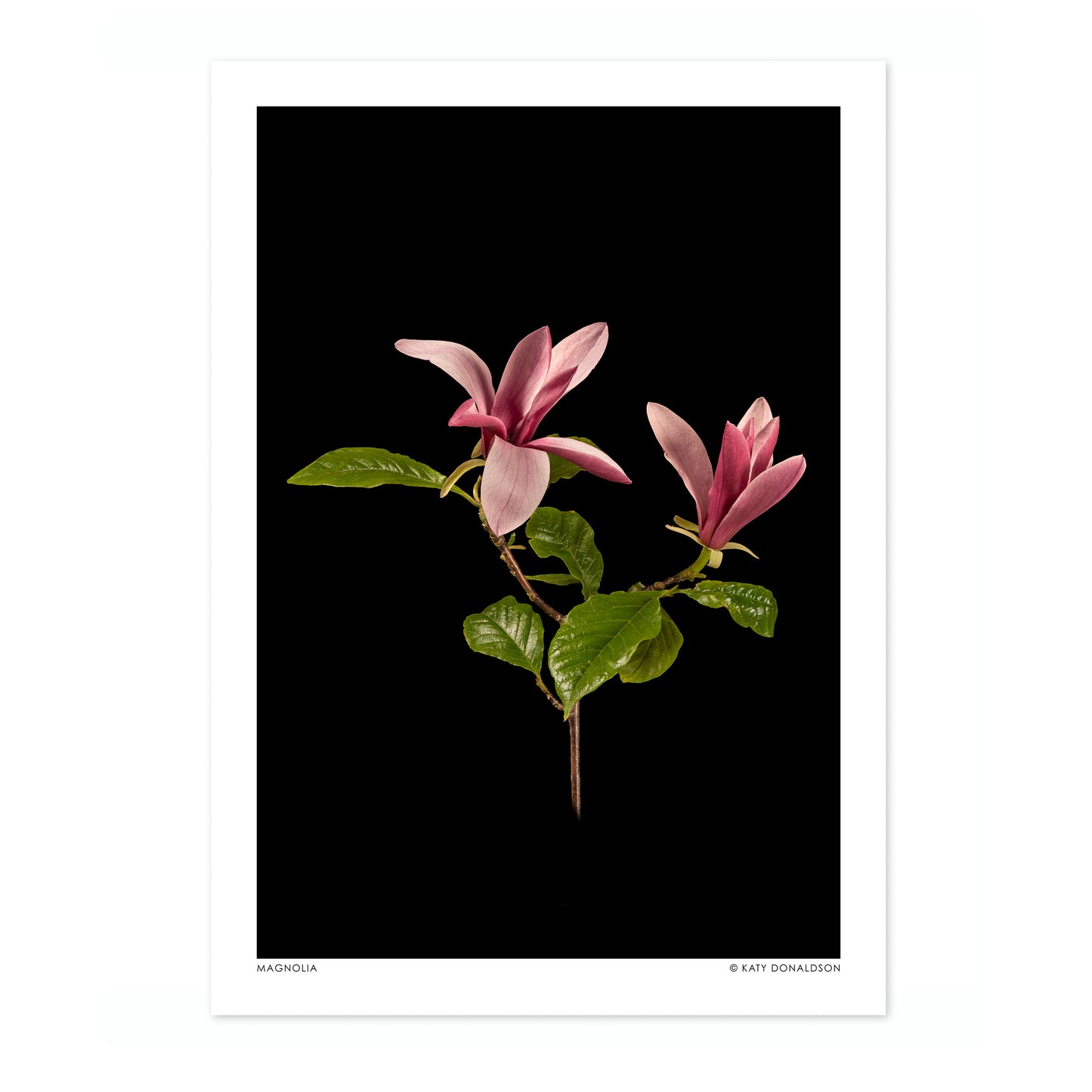 Magnolia