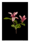 Magnolia print