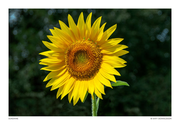 Tournesol