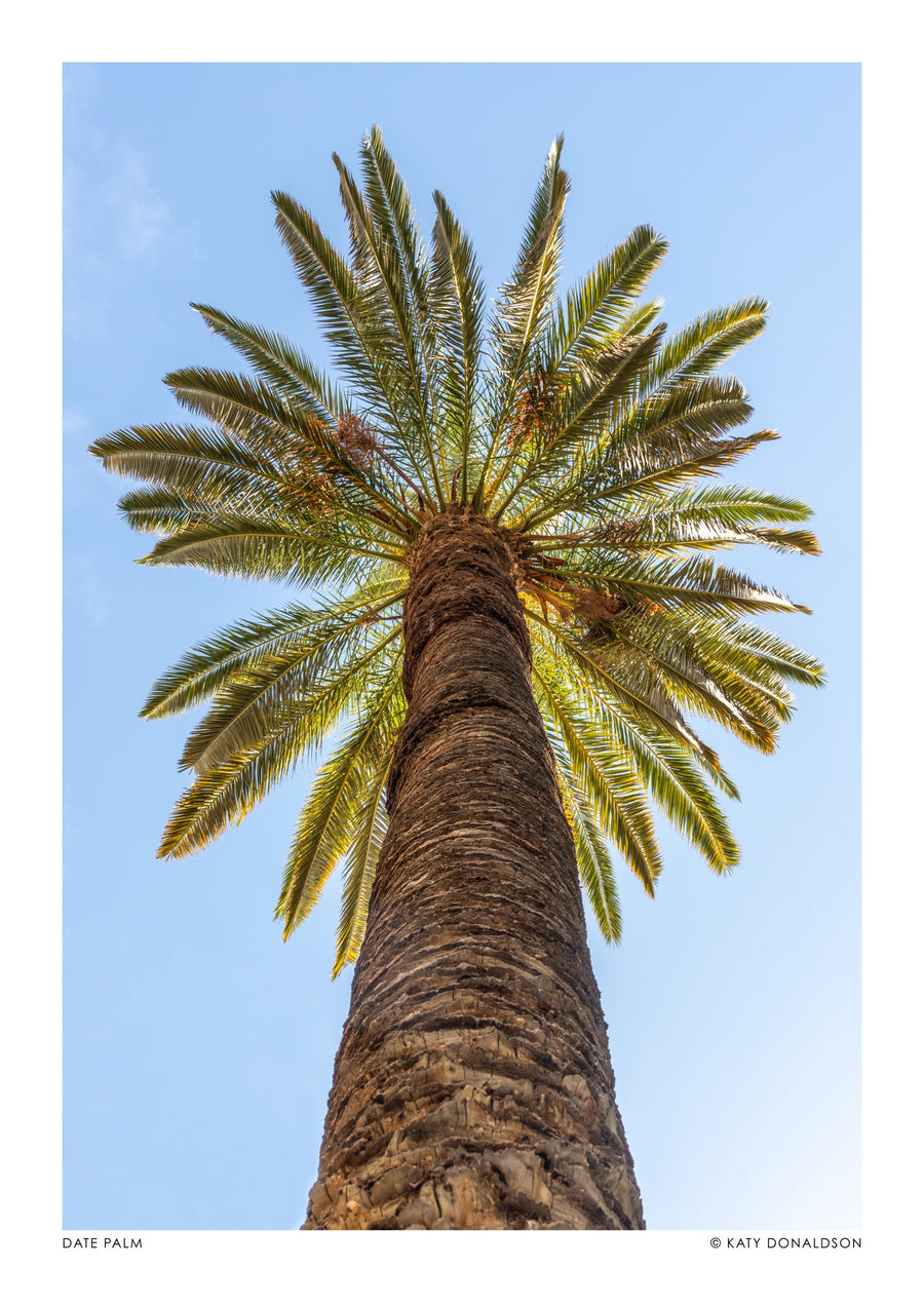 Dadelpalm - Print Only frame