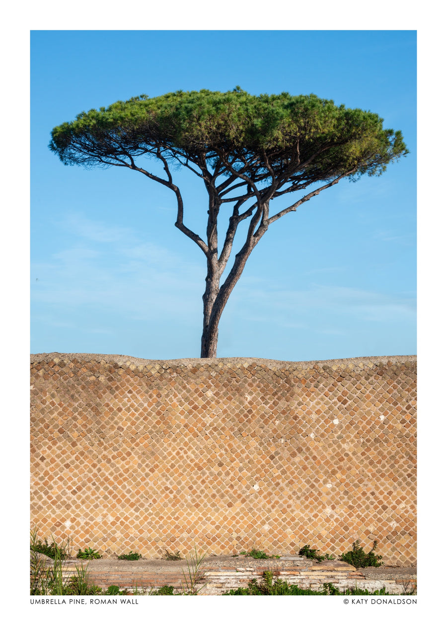 Schirm-Kiefer, Römische Mauer - Print Only frame