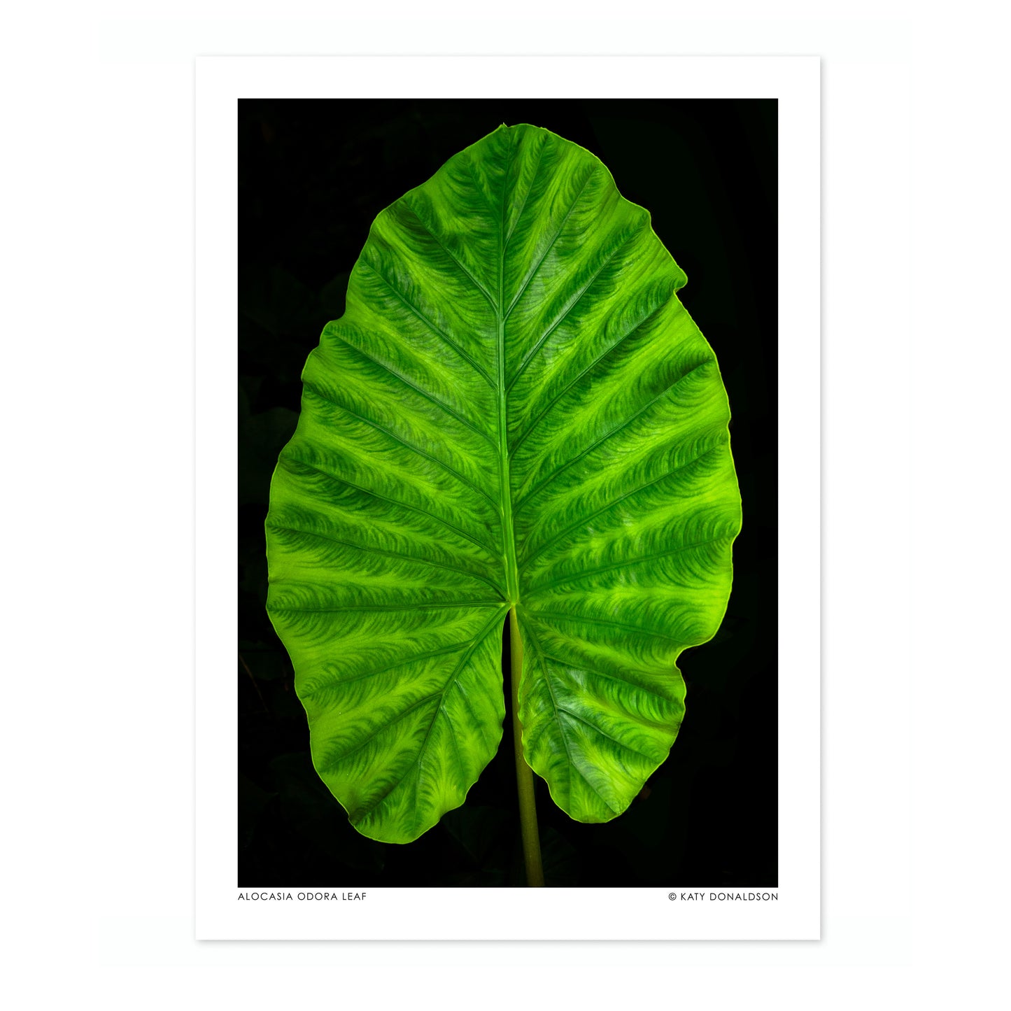 Alocasia Odora Leaf